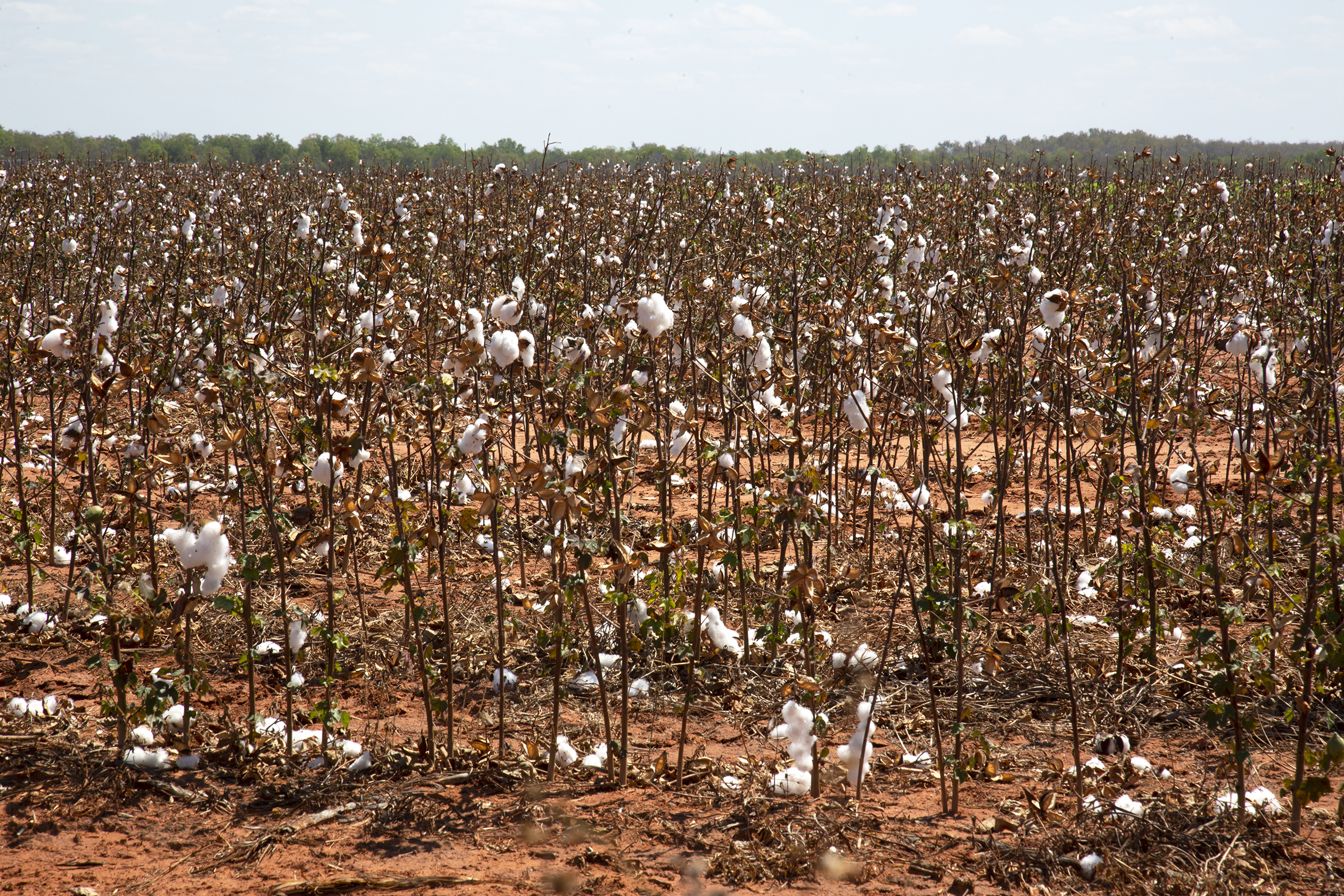 Northern Territory Government rolling out the red carpet for 100,000 hectares of cotton, fuelling more destructive land clearing