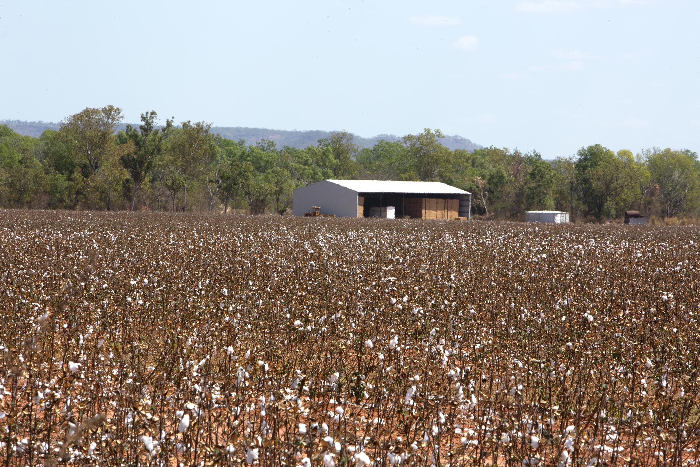 The dangers of a large-scale cotton industry in the Northern Territory